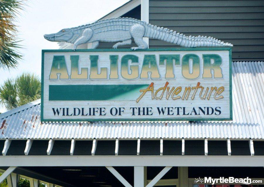 Alligator Adventure