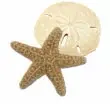 FREE Star Fish with any purchase