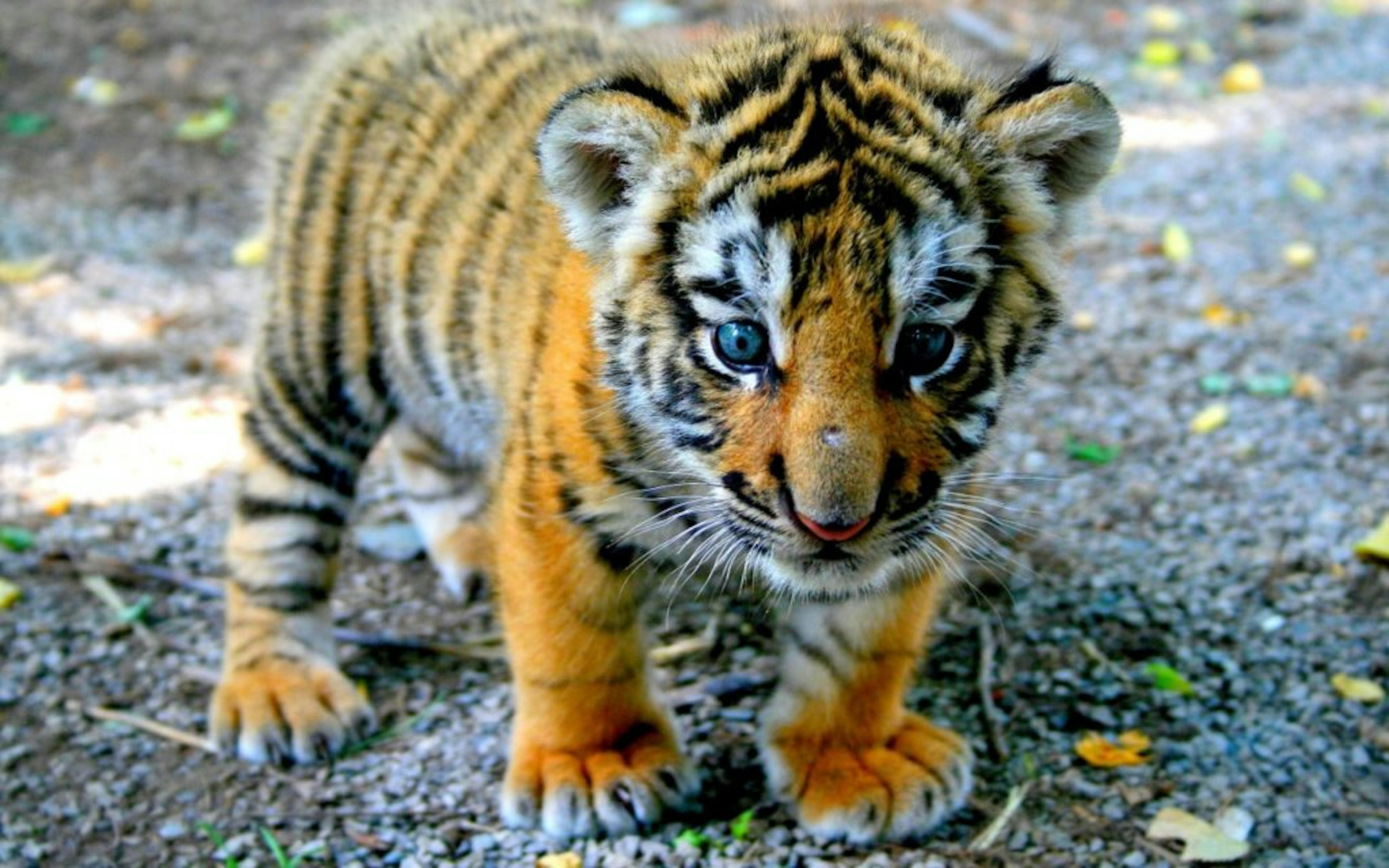 Baby Bengal Tiger TIGERS Preservation Station
