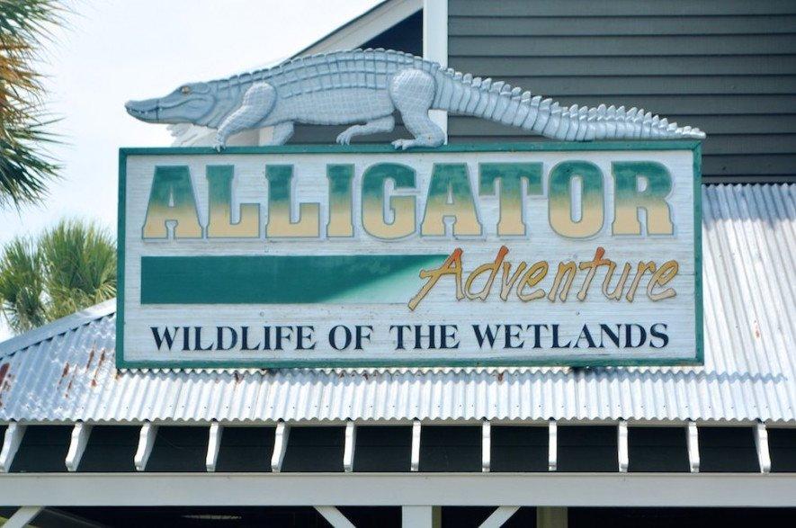 Alligator Adventure